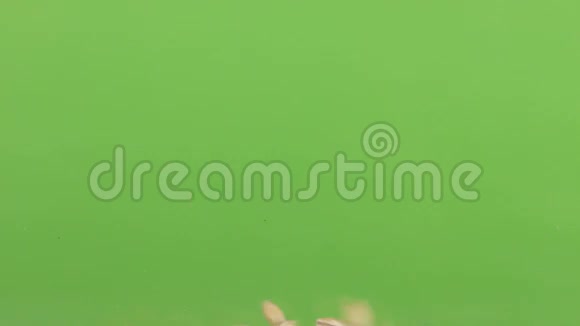 一堆珍珠大麦在绿色的屏幕上掉落的珍珠大麦视频的预览图