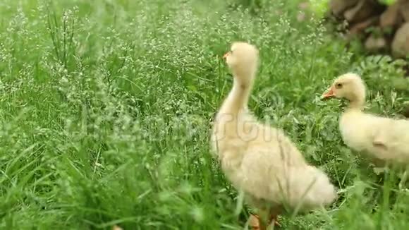 小鹅走在绿草上视频的预览图