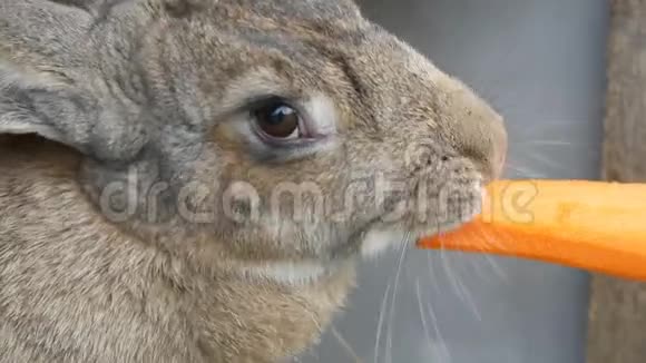 有趣的很大的灰色兔子咀嚼或吃胡萝卜复活节概念视频的预览图