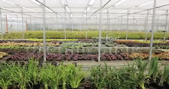 有花的大型玻璃温室在温室里种花现代花卉温室的内部视频的预览图