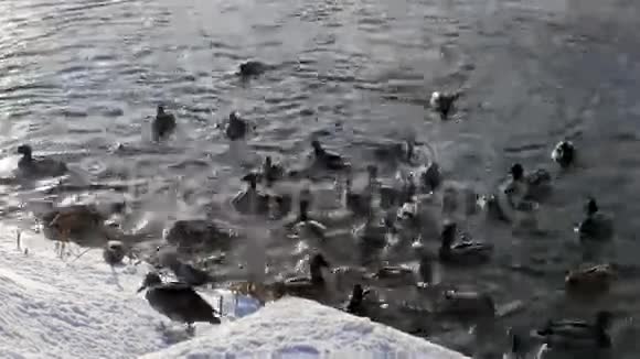 雪和水中的鸭子4K视频的预览图