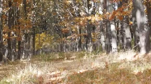 森林里美丽的秋黄树秋天的树叶落在地上视频的预览图