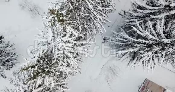 空中俯瞰覆盖着雪的雪林飞越冰冻的雪杉和松树森林茂密的森林视频的预览图