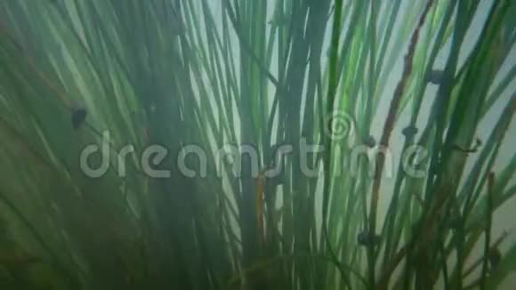 淡水开花植物在淡水流中进入南布格河视频的预览图