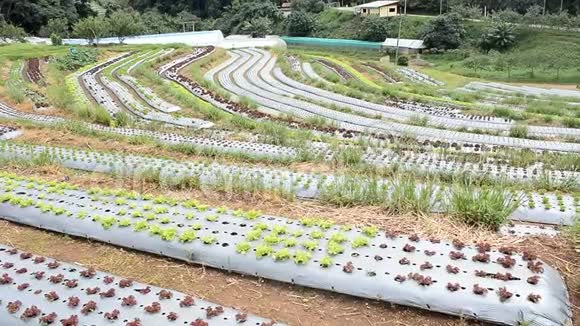 乡村艺术景观草莓地山视频的预览图