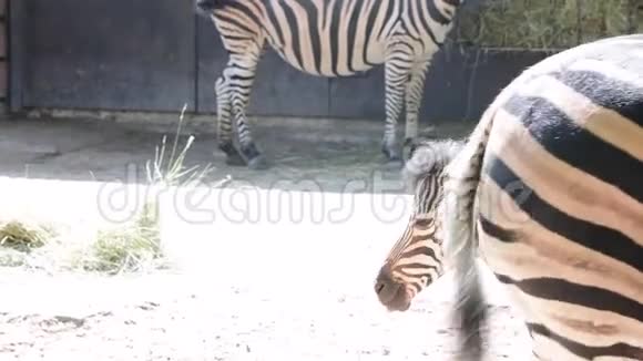 斑马是平原斑马的亚种视频的预览图