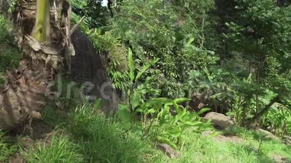 天堂公园农场美丽的热带植被Samui股票录像视频的预览图