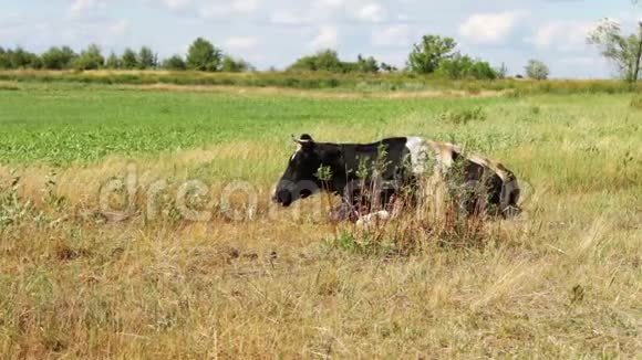 黑白相间的大牛在美丽的草地上放牧视频的预览图