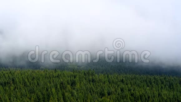 秋天的雾在树间飘过风景视频的预览图
