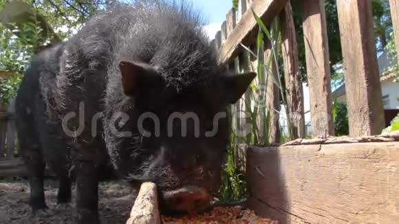 黑越南猪休息睡在笔下在阳光明媚的日子里大而厚的黑猪一家人视频的预览图