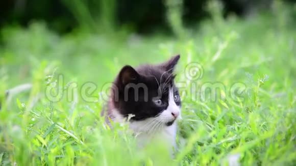 小猫夏天坐在高高的草地上视频的预览图