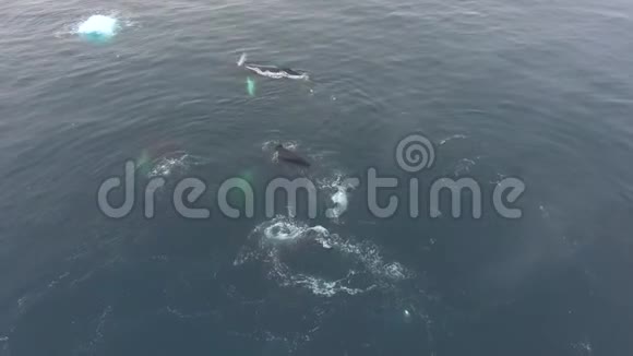 鲸鱼在海洋中的冰山附近游泳安德列夫视频的预览图