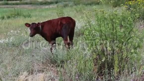 在夏日的草地上红牛被拴在一条链上吃草视频的预览图