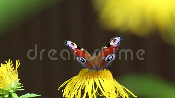 鹰嘴花上的蝴蝶欧洲孔雀Aglaisio视频的预览图