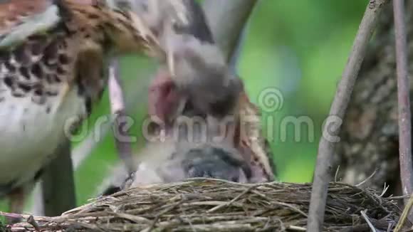 鸟燕田舍Turduspilaris在巢中喂养雏鸟视频的预览图