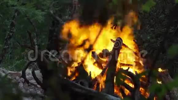 森林中树木下的篝火视频的预览图