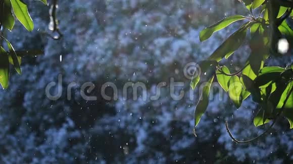 白雪覆盖的公园里绿树成荫冬季景观视频的预览图