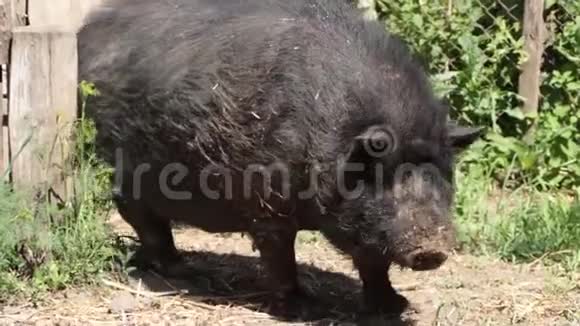 黑越南猪休息睡在笔下在阳光明媚的日子里大而厚的黑猪一家人视频的预览图