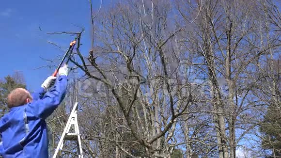 春季在果树园修剪树木的园丁用两把剪刀修剪树木视频的预览图