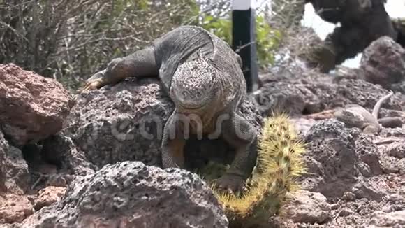 加拉帕戈斯群岛岩石海岸上吃仙人掌的巨大的鬣蜥视频的预览图