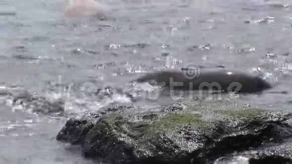 在加拉帕戈斯海滩附近的水中密封放松视频的预览图