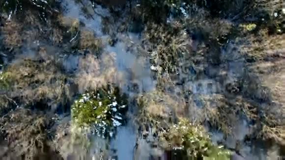 空中照相机在美丽的冬季雪林中飞下来视频的预览图