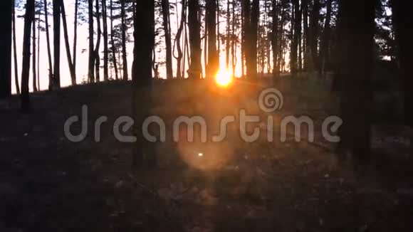 美丽的红日落在森林里视频的预览图