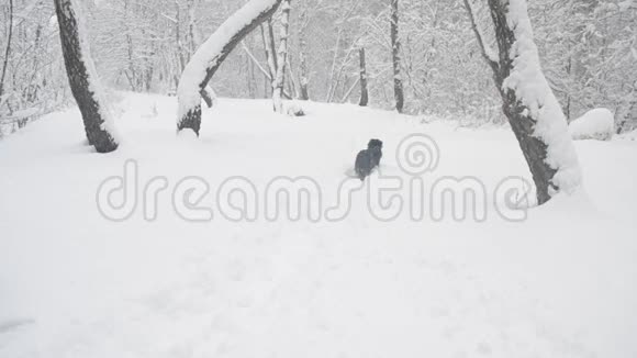黑狗穿过雪堆视频的预览图