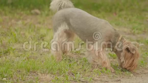 约克郡的狗狗狗狗狗狗狗在地上嗅嗅寻找狗的本能慢动作视频对抗棕色视频的预览图