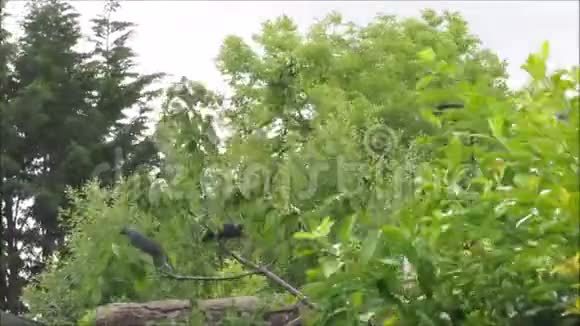 潮湿多风的日子花园里的豺狼视频的预览图