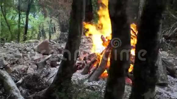 森林中树木下的篝火视频的预览图