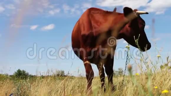 夏天在草地上放牧的一头大角红牛视频的预览图