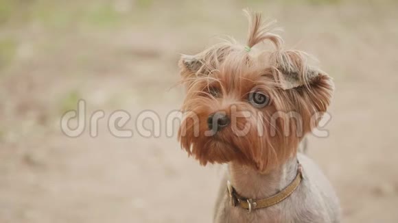 约克郡猎犬在棕色背景下用头镜头拍摄慢动作视频看镜头宠物生活方式视频的预览图