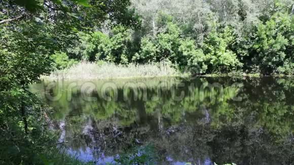 树木树叶和睡莲的倒影在河水的水面上摇曳视频的预览图