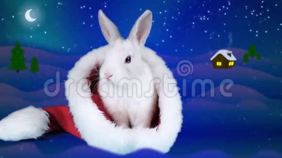 滑稽的兔子在圣诞老人的帽子里洗着脸和耳朵为圣诞节做准备视频的预览图