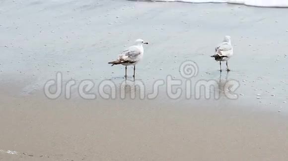 两只海鸥在沙滩上浪迹天涯视频的预览图