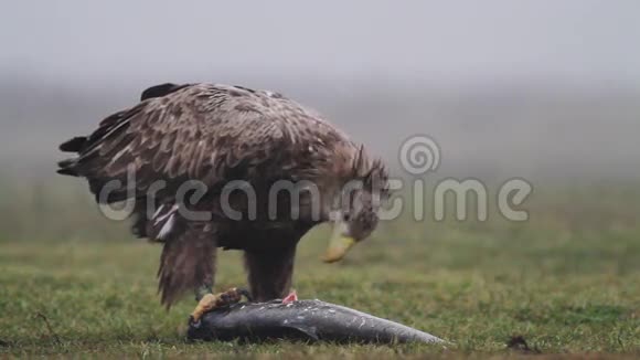 海鹰吃鱼视频的预览图