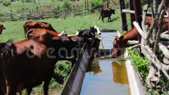 红牛在夏天用钢笔从水槽里喝水喂牛视频的预览图
