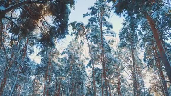 树干裸露的树木寒冷的一天在雪的冬天底部看森林日落在美丽的景观中阳光冬天视频的预览图