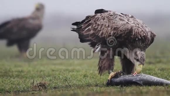海鹰吃鱼视频的预览图