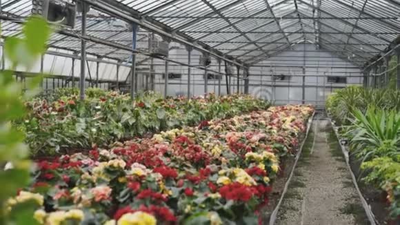 4K温室内各种色彩鲜艳的花卉景观视频的预览图