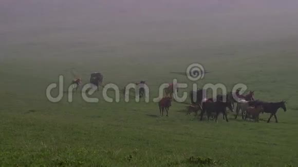 晨雾中的马群视频的预览图