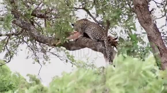豹子和黑斑羚猎物在树枝上吃午饭视频的预览图