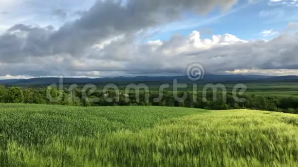 绿色的麦秆在风中飘扬天然麦田阳光明媚的日子里美丽的自然麦田和云彩视频的预览图