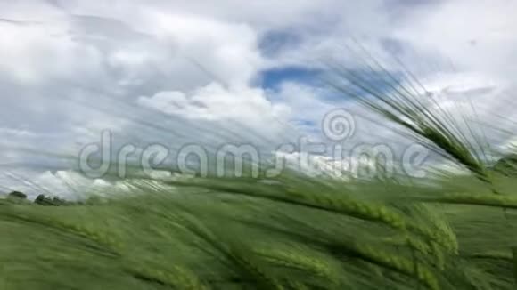 绿色的麦秆在风中飘扬天然麦田阳光明媚的日子里美丽的自然麦田和云彩视频的预览图
