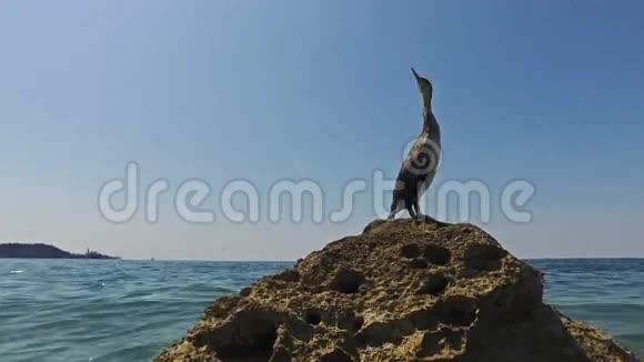 近景野生鸟大坐在海中的岩石上靠近老城市皮兰和斯特鲁詹的地区斯洛文尼亚伊斯特拉视频的预览图