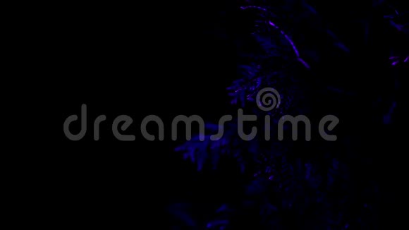 花园里装饰性的夜间照明树多色光照树视频的预览图