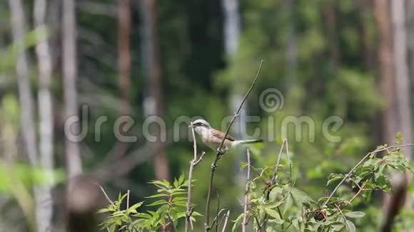 小鸟红背伯劳鸟Laniuscollurio坐在干树枝上发微博视频的预览图