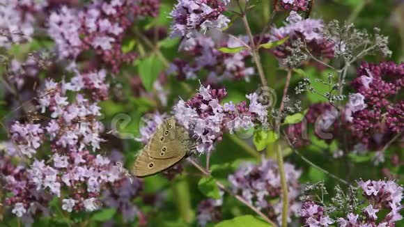 蝴蝶环远志收集花蜜视频的预览图