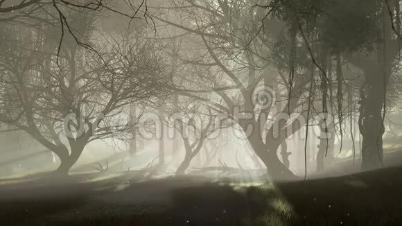 雾蒙蒙的黄昏4K鬼林中的神奇萤火虫灯视频的预览图